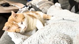Nap-buddy
