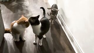 Walking into something