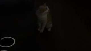 Viral 95