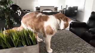 The chase