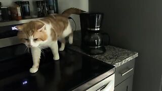 Trying to get into things