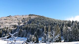 Winter Coat - a trees on a snow covered ground under the blue sky | Trending HD Video 3