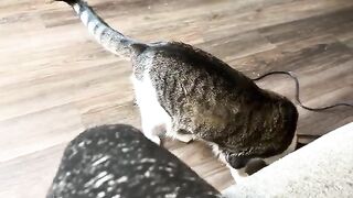 Needed lapwarmer