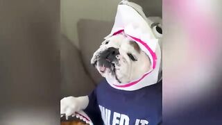 Funny Videos Part 16