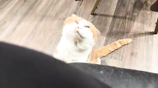 Cat shorts