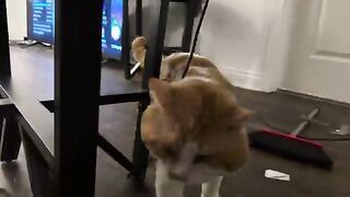 Thick Ears has a lot to say
