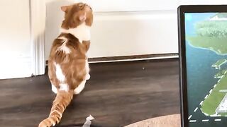 Ears  cat