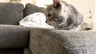 Nope  cat