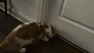 Nawr  cat