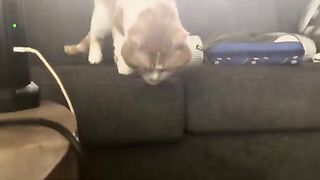 Sayin “I wanna pet Adam”
