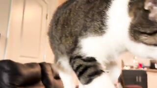 Musty TK
