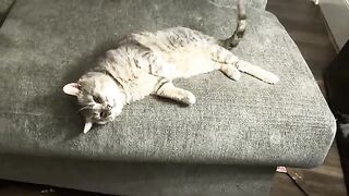 Oy   cat