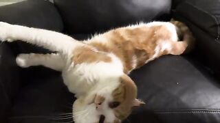How to play with a tomcat