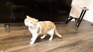 Roowrr