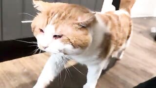 The chase 2