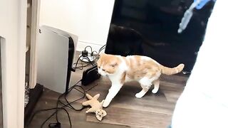 Pets  cats