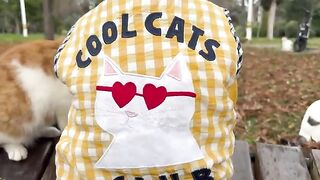 The most touching way to teach a child to count is with street cats