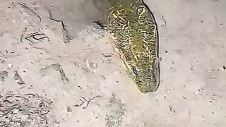 Looking for a fish or eel.. Thanks for watching..!! 21