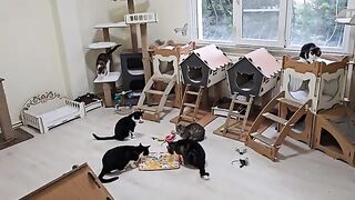 A home where special cats forget their limitations and live in happiness.