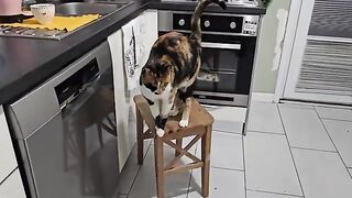 The thief I caught red-handed in the kitchen turned out to be a cat.