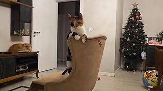 Cats and children are the joy of the home.