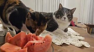 A one-eyed cat watches in amazement as a blind cat eats a watermelon.