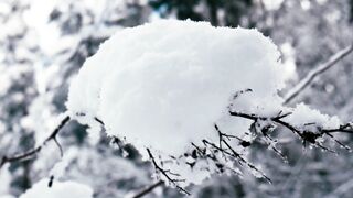 Snow boot - tree branch covered with snow | Trending HD Video