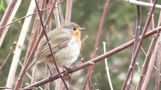 Winter solstice - id | Trending HD Video 41