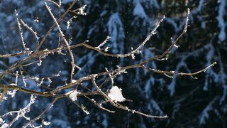 Winter Coat - id | Trending HD Video 31