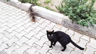 Two stray cats ate their fill. 2
