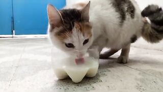 I gave healthy milk to the colorful street cat.