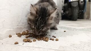 Enjoy your meal, sweet little kitty.