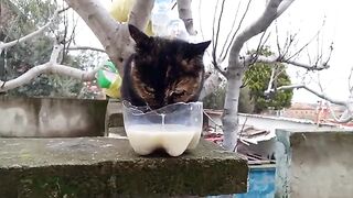 Giving milk to stray cats isn't always harmful!