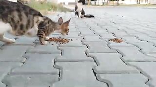 Bon appétit to my street cats.