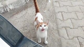 The beauty of the orange kitten.