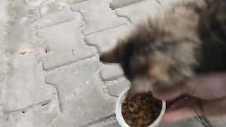 The cats on the street told me they were hungry by meowing.