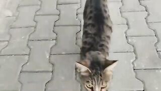 I wish I were very rich so I could help all the stray cats.