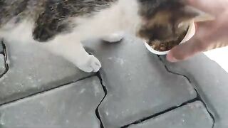 The two adorable cats happily ate the food I gave them.