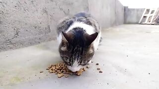 cute hungry pregnant street cat. 2