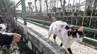 Two cats are constantly meowing and asking us for food