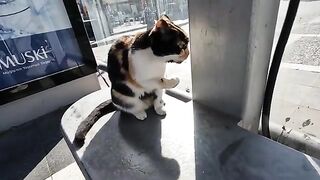 Stray cat who always sat at the bus stop, was a little nervous today