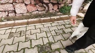 Cat with different colored eyes greets us with great enthusiasm every time