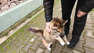 The Happiest Stray Cat Greeting Ever