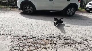 Dali the cat came running to me and happily bumped my camera