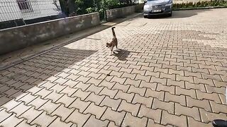Calico cat came to us with its melodic meow and asked for food