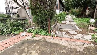 When two male cats get together, they start hissing at each other