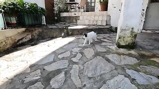 Stray cat which approached us cautiously, quickly get trusted us