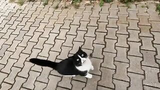 Tuxie the cat talks to us with her cutest meows and trills