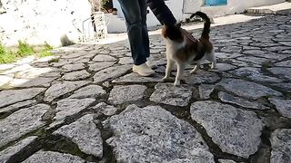 The street cat with the cutest meow I've ever heard had a lot to tell 2