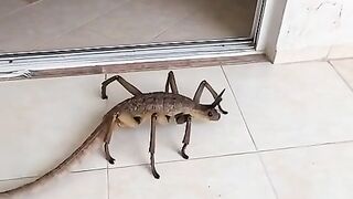 strange creature walking around the house